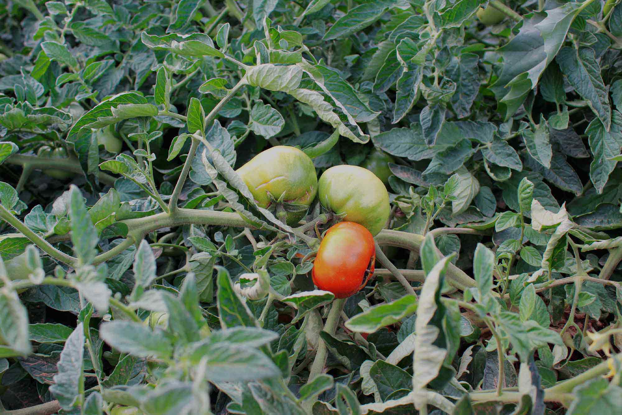 tomates-pimientos-hortalizas-naturales