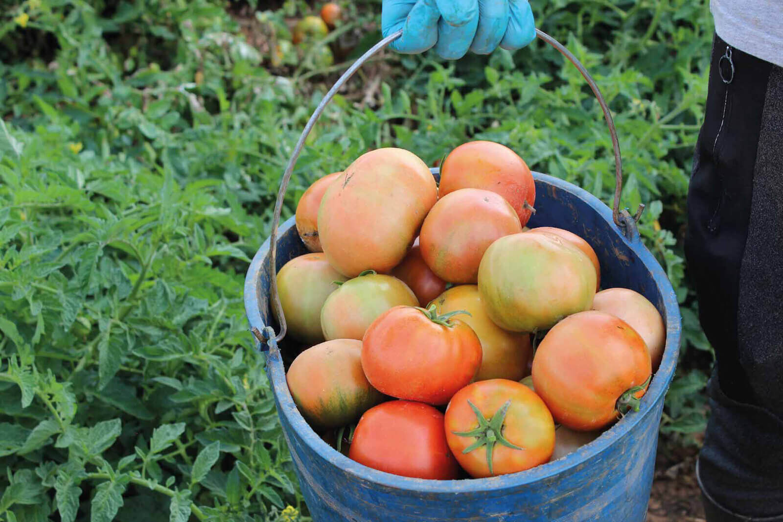 huerta-fresno-nosotros-1-new